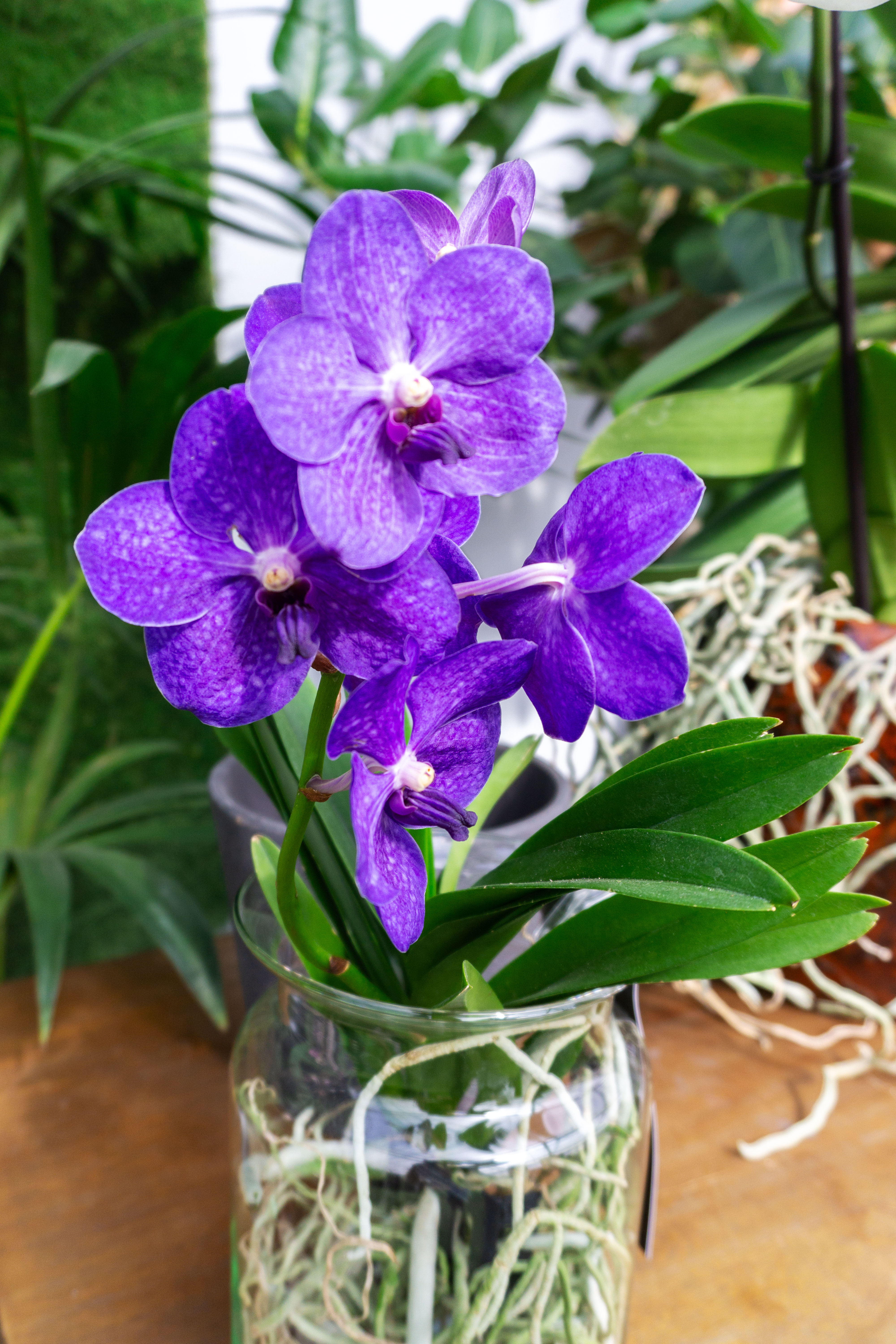Orchidea vanda viola